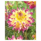 DALIJA HOLLAND BULB MARKET DEKORATIVNA ZOEY REY