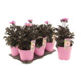 DALIJA HAPPY DAY'S PINK L15CM