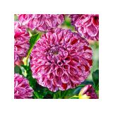 DALIJA HOLLAND BULB MARKET BALL BALL I