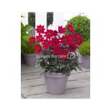 DALIJA HOLLAND BULB MARKET HAPPY DAYS