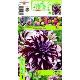 DALIJA HOLLAND BULB MARKET TARTAN DECORATIVE