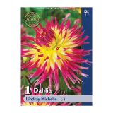 DALIJA HOLLAND BULB MARKET NAZOBČANA LINDSAY MICHELLE