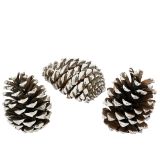 DEKORACIJA DECORIS STORŽI NARAVNI Z BELIMI KONICAMI 3/1