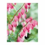 POLETI CVETOČA ČEBULICA HOLLAND BULB MARKET DICENTRA SPECTABILIS