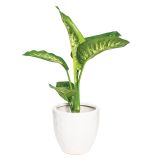 DIFENBAHIJA TROPIC SNOW L17