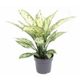 DIFENBAHIJA VESUVIUS L19 CM