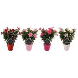 DIPLADENIJA NA OPORI L14 CM