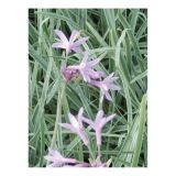 DIŠAVNICA DOBRO & ZDRAVO ČESNOVA TRAVA