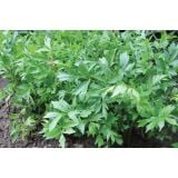 LUŠTREK DOBRO & ZDRAVO L10.5