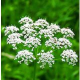 DIŠAVNICA JANEŽ L10 CM