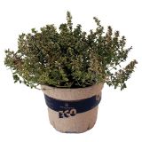 DIŠAVNICA LIMONSKI TIMIJAN