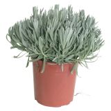 SEZONSKA RASTLINA NAVADNA SIVKA