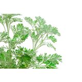 DIŠAVNICA PELIN L10 CM