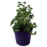 DIŠAVNICA PETERŠILJ