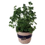 DIŠAVNICA PETERŠILJ