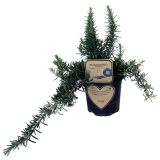 ROŽMARIN PLAZEČI L14