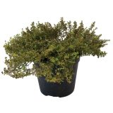 DIŠAVNICA PLAZEČI TIMIJAN