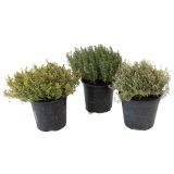 DIŠAVNICA RAZLIČNI TIMIJANI