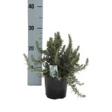 DIŠAVNICA ROSMARINUS OFFICINALIS PROSTRATUS