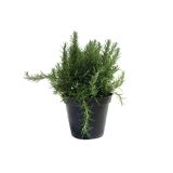 DIŠAVNICA ROSMARINUS OFFICINALIS PROSTRATUS