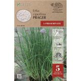 DIŠAVNICA ROYAL SEEDS NA DISKU DROBNJAK