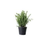 DIŠAVNICA ROŽMARIN