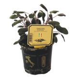 DIŠAVNICA ŠKRLATNI ŽAJBELJ