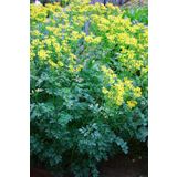 DIŠAVNICA VINSKA RUTICA L10 CM