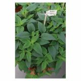 ŽAJBELJ VOLMARY ANANAS L12