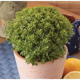 BAZILIKA VOLMARY S FINIMI LISTI PICCOLINO 12 CM