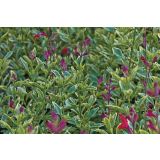 DIŠAVNICA VOLMARY BRESKOV ŽAJBELJ PEACH 12 CM