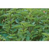 META VOLMARY CITRONSKA LEMON L12