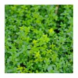 TIMIJAN VOLMARY CITRONSKI LIMONE L12