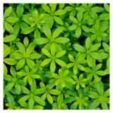 ROŽMARIN VOLMARY DIŠEČA PERLA STERNTALER L12