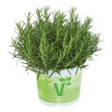 ROŽMARIN VOLMARY DIŠEČI SAUNOA L12