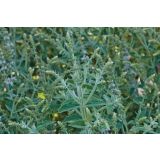 DIŠAVNICA VOLMARY DOLGOLISTNA META GINE 12 CM