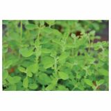 MAJARON VOLMARY ITALIJANSKI MAJOR ANA HORTENSIS VENEZIA L12