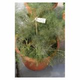 KOMARČEK VOLMARY L12