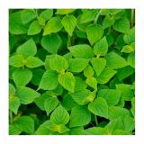 ŽAJBELJ VOLMARY MELONASTI L12