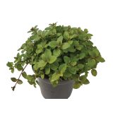 META VOLMARY MENTOLOVA BLACK MITCHAM L12