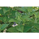 DIŠAVNICA VOLMARY MONARDA FISTULOSA ROSE 12 CM