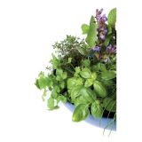 MIX DIŠAVNIC IN ZELIŠČ VOLMARY NASAD ZELIŠČ L27