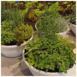 MIX DIŠAVNIC IN ZELIŠČ VOLMARY NASAD ZELIŠČ L27