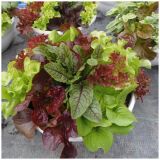 MIX DIŠAVNIC IN ZELIŠČ VOLMARY NASAD ZELIŠČ L27