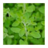 DIŠAVNICA VOLMARY ORIGANUM SYRIACA ZAATAR SIRSKI MAJARON