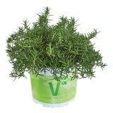 ROŽMARIN VOLMARY PLAZEČI CORSICAN BLUE L12