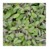 ŽAJBELJ VOLMARY PURPURNI PURPURMANTEL L12