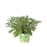 ŽAJBELJ VOLMARY SALVIA OFFICINALIS FORTADO L12