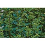 META VOLMARY ŠPANSKA FLAMENCO L12