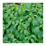 DIŠAVNICA VOLMARY STEVIA REBAUDIANA SWEETY